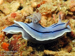 Chromodoris willani