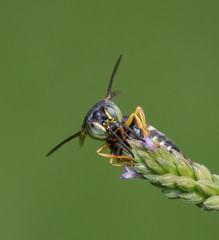 Bicyrtes insidiatrix