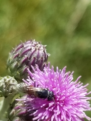 Hylaeus variegatus