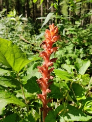 Orobanche flava