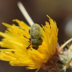 Larinus curtus