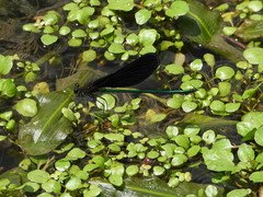 Atrocalopteryx atrata