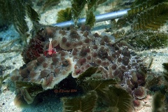 Dendrodoris carbunculosa