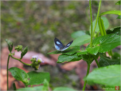 Hypolycaena kina