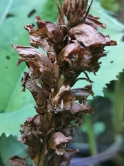 Orobanche flava