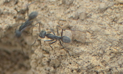 Iridomyrmex anceps