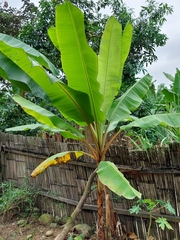 Musa × paradisiaca