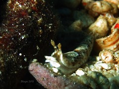 Dermatobranchus semilunus