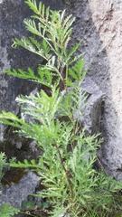 Artemisia gmelinii