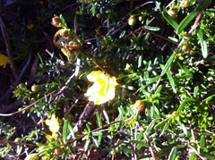 Hibbertia hypericoides