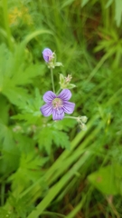 Geranium igoschinae