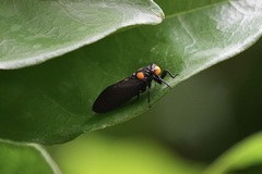 Huechys fusca