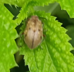 Cerogria quadrimaculata