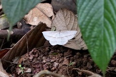 Heteralex rectilineata