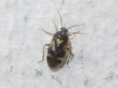 Orthops basalis