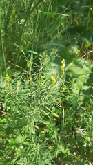 Linaria biebersteinii ruthenica