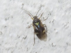 Orthops basalis