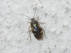 Orthops basalis