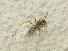 Myrmica ruginodis