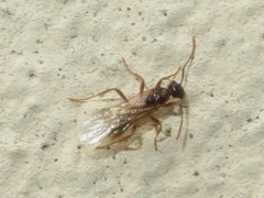 Myrmica ruginodis