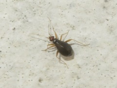 Orthonotus rufifrons