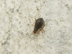 Orthonotus rufifrons