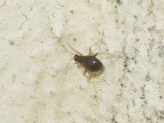 Orthonotus rufifrons