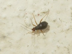 Orthonotus rufifrons