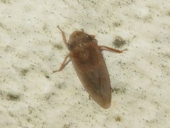 Aphrodes makarovi