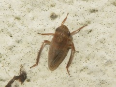 Aphrodes makarovi
