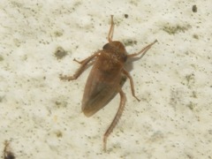 Aphrodes makarovi
