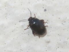 Scirtes hemisphaericus