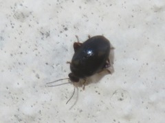 Scirtes hemisphaericus