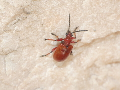 Lilioceris merdigera