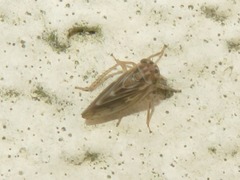 Agallia consobrina