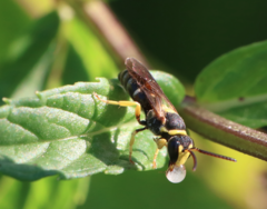 Hylaeus pictus