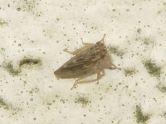 Agallia consobrina