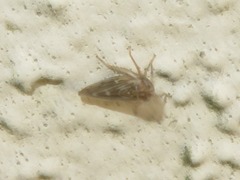 Agallia consobrina