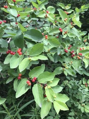 Lonicera