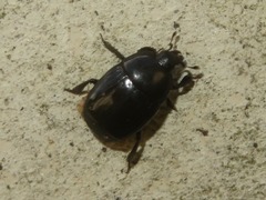 Margarinotus brunneus