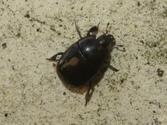 Margarinotus brunneus