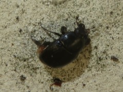 Margarinotus brunneus