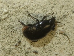 Margarinotus brunneus