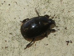 Margarinotus brunneus