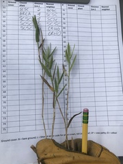 Urochloa ciliatissima
