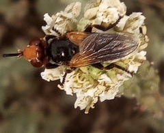 Melanosoma bicolor