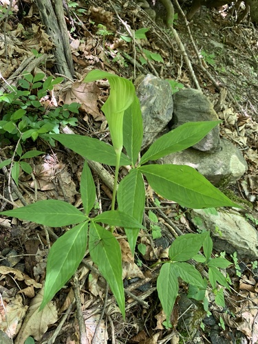 Arisaema nikoense iNat (1)