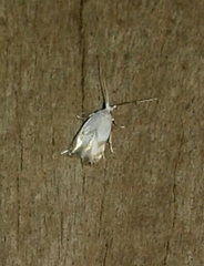 Pseudopostega crepusculella