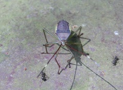 Paradasynus spinosus