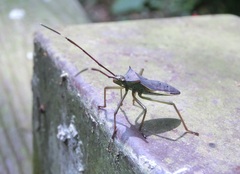 Paradasynus spinosus
